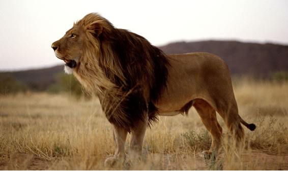 10-Day Kenya and Tanzania Safari | Combined Safari Tour 